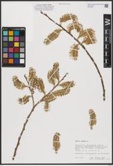 Foto von Salix caprea L.